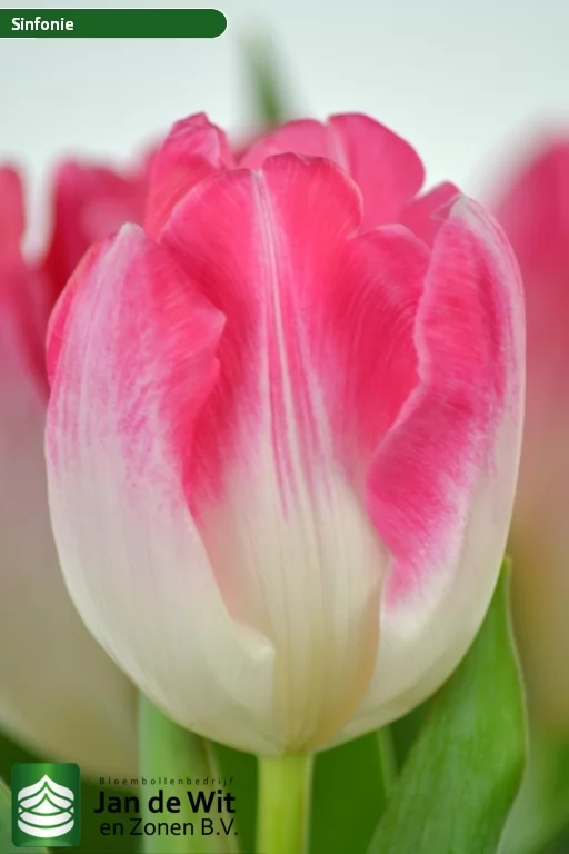 Тюльпан ‘Sinfonie_R’